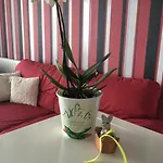 Dora City Apartament Cluj-Napoca