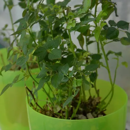 アパート Dora City Apartament クルージュ＝ナポカ