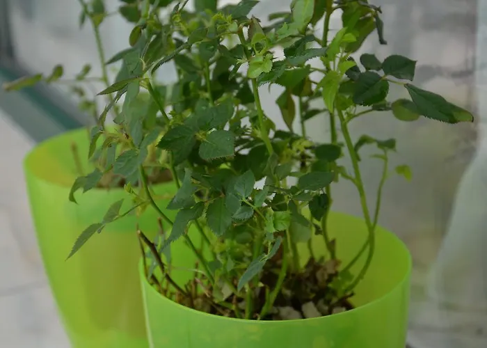 Apartmán Dora City Apartament Kluž