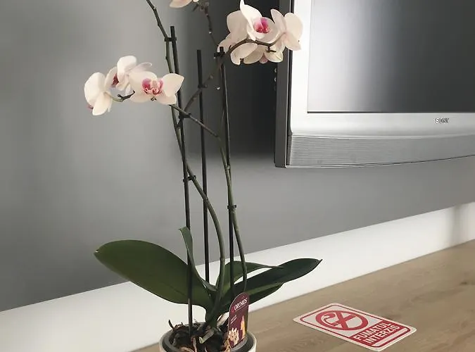 Apartmán Dora City Apartament *